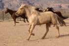 Horses running in a corral in Arizona. Art Print